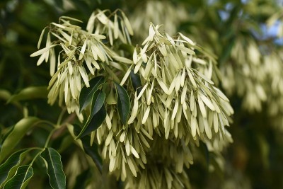 格里菲斯白蜡树(Fraxinus griffithii)果实