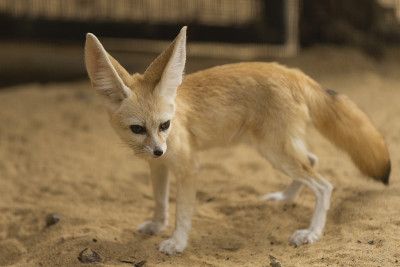 Fennec