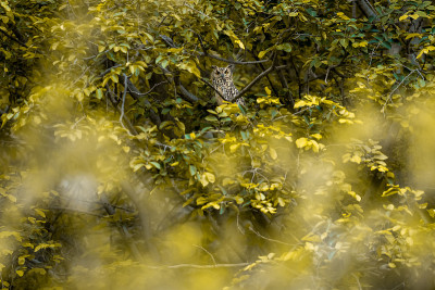 印度鹰鸮或岩鸮或Bubo bengalensis栖息在天然绿树在印度中部的森林狩猎