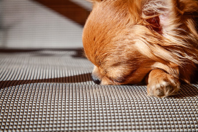 一种小型犬种吉娃娃