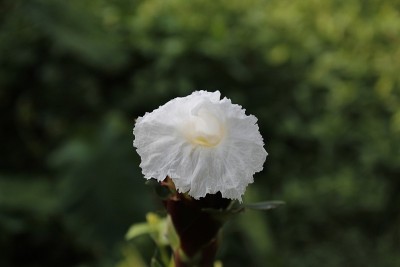 白花唇木香(绉布姜，藤芦苇，马来姜，螺旋旗，螺旋姜，野姜)。花有圆锥状苞片，看起来像绉纸，花纯白色起