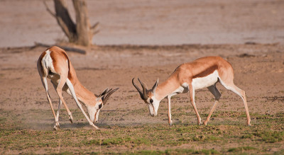 springbuck
