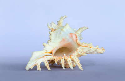 Ramose Murex Shell倒置视图在一个中立的背景