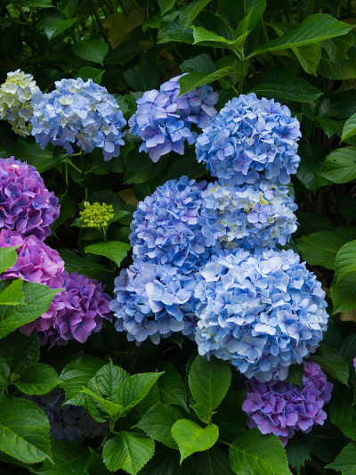 绣球花