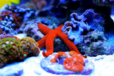 水族缸中的红色海星-海星