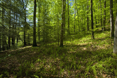 Pisgah Nat. Forest, Western NC
