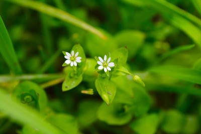 白色的花朵对称