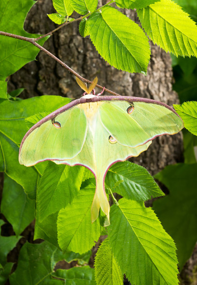 月神蛾(Actias Luna)在太阳下分支