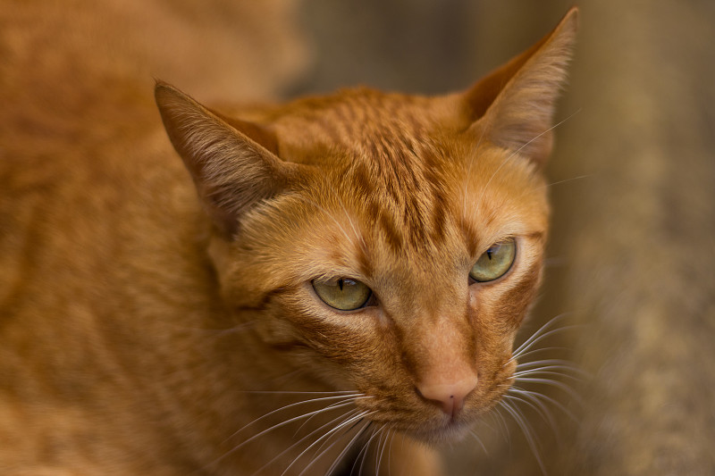 驯养狂暴的家黄猫、野猫、愤怒猫、咆哮猫、魔鬼猫、神经质猫、魔鬼黄猫