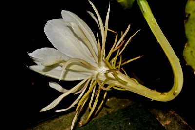 美丽的夜花女郎(昙花)