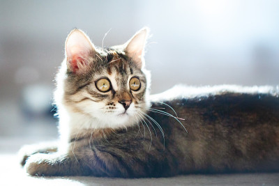 一只可爱的条纹小猫坐在房间里。有选择性的重点。