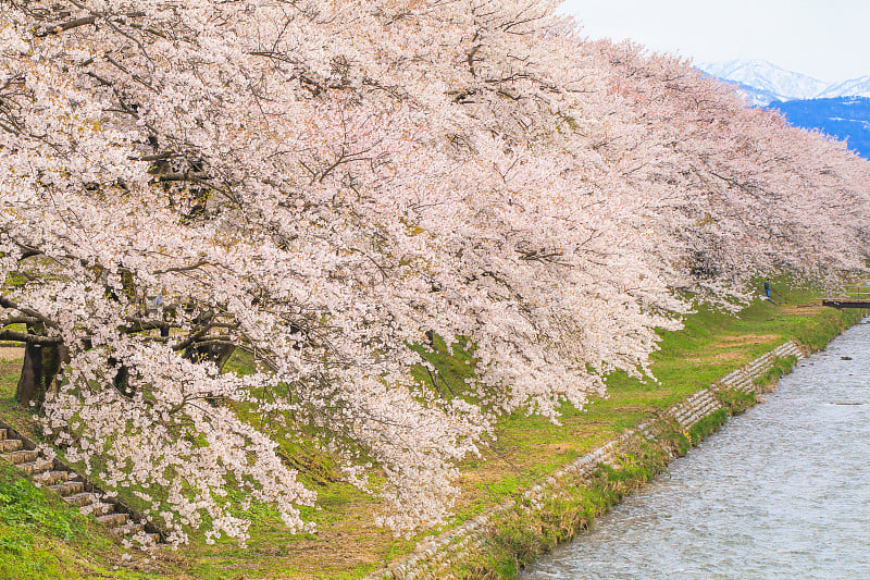 日本富山县朝日镇船川河畔的樱花。