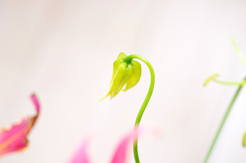 这是百合花花蕾的特写。