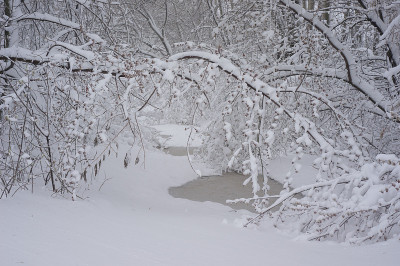一条满是雪的河流，有小河道和附近生长着被雪覆盖的树木