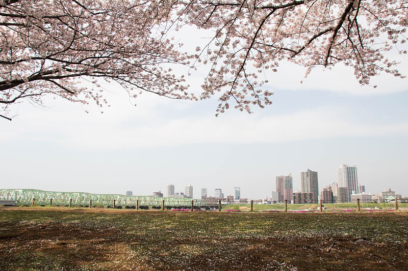 樱花和都市风光盛开