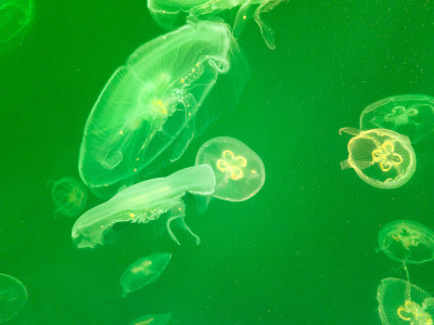 水族馆里的海水水母