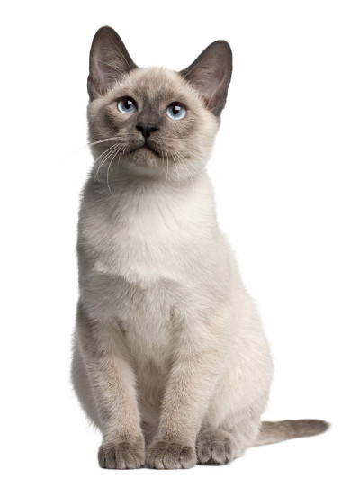 泰国小猫，4个月大，坐着