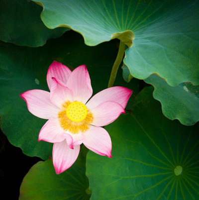 盛开的莲花