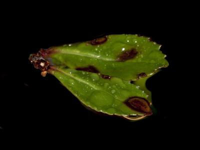 植物叶子上的冬季雨滴。