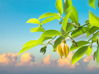 依兰花与叶与蓝天和云