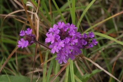 野花