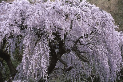 哭泣的樱花