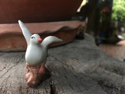 房子里的小鸟