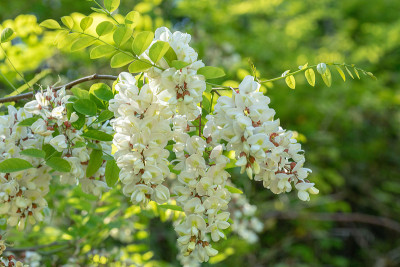 美丽的一束白色的花在绿色的背景。金合欢假树花，又称金合欢和金合欢树