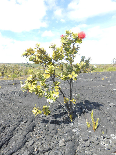 在夏威夷火山国家公园的Metrosideros多态性花。