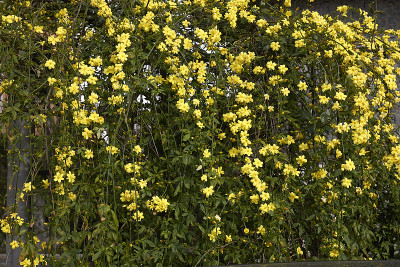 Jasminum mesnyi