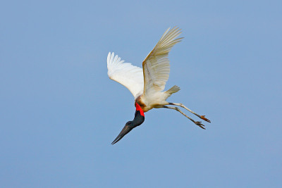 Jabiru, Jabiru my菌丝体，飞翔着蓝天的白鸟，巴西潘塔纳尔。天空中有一只黑白相间的大鸟
