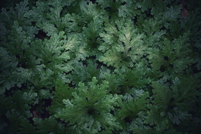 藤尖苔背景图像插入。