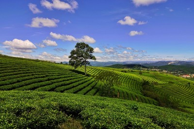高原绿茶农场