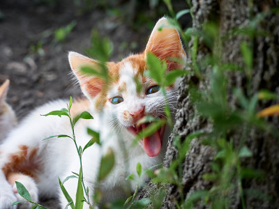 草丛里的小猫。