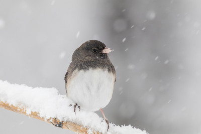黑眼睛的Junco，一只可爱的深灰色和白色的鸣禽，在暴风雪中栖息在一根小树枝上