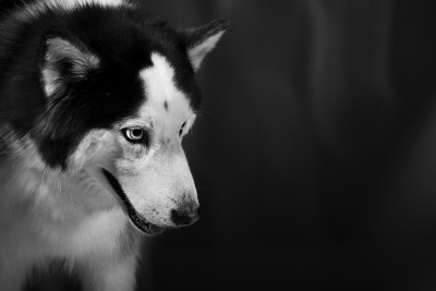 阿拉斯加雪橇犬或哈士奇犬