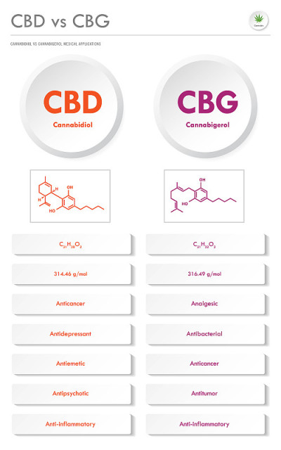 CBD vs CBG, Cannabidiol vs Cannabigerol垂直商业信息图