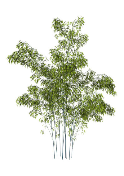 3D渲染竹树在白色