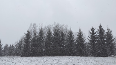 冬天的风景。树木和雪覆盖着田野。
