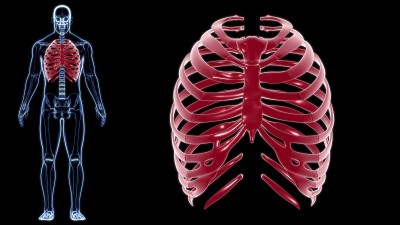 人体骨骼解剖肋骨笼3D渲染