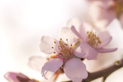 杏仁树开花
