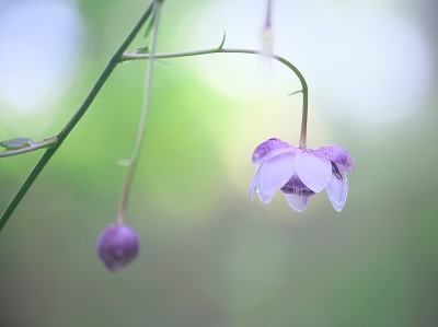 荷花在小雨中绽放