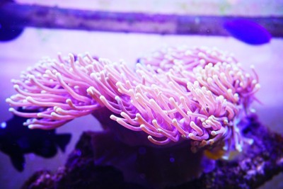海葵彩虹流