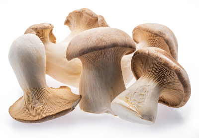 王蚝菇孤立在白色背景上。