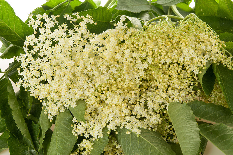 花蕾和花
