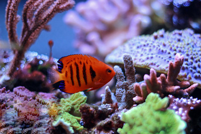 火焰天使鱼(Centropyge loricula)