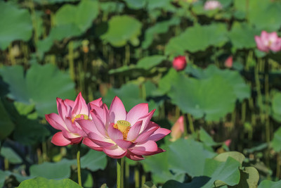 莲花