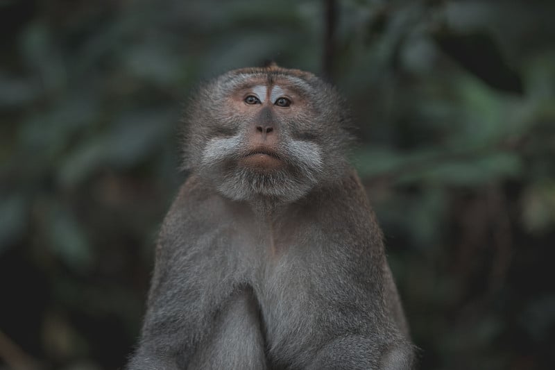 巴厘岛一只雄性长尾猴的肖像