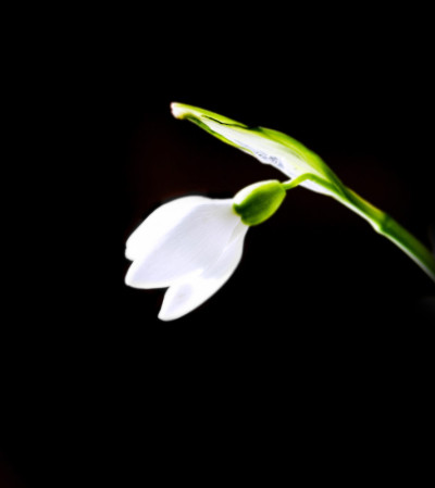 雪花莲