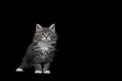 小猫影棚拍摄
